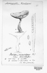 Helvella macropus image